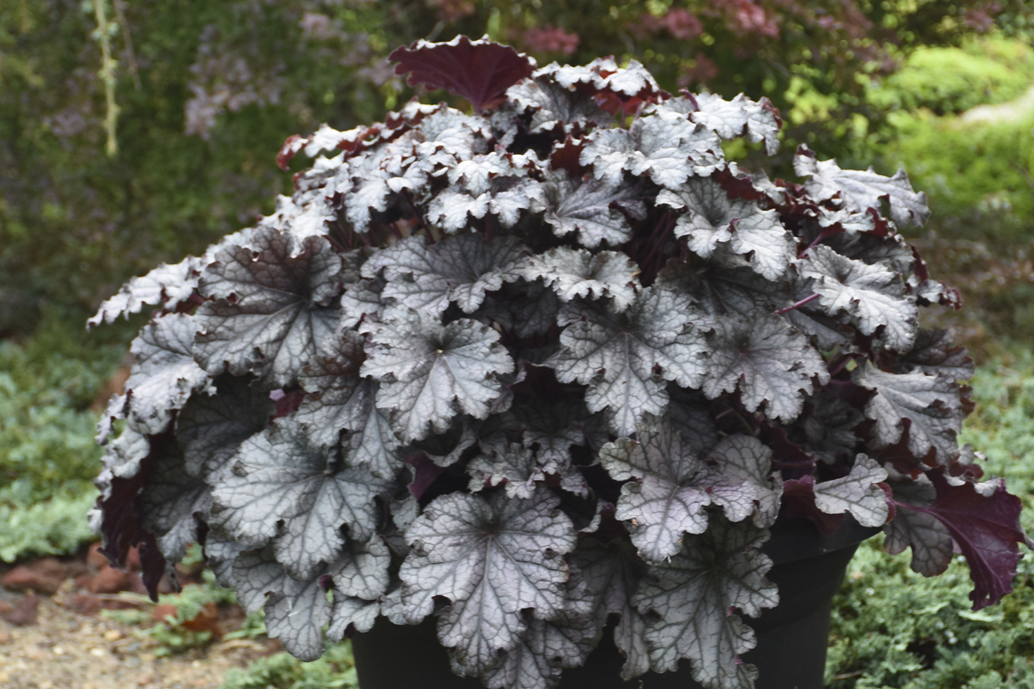Heuchera